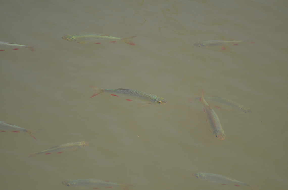 Common rudd, - Scardinius erythrophthalmus Grootbroek, Huldenberg (Belgium). Belgium,Common rudd,Geotagged,Scardinius erythrophthalmus,Spring