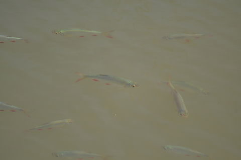 Common rudd, - Scardinius erythrophthalmus Grootbroek, Huldenberg (Belgium). Belgium,Common rudd,Geotagged,Scardinius erythrophthalmus,Spring