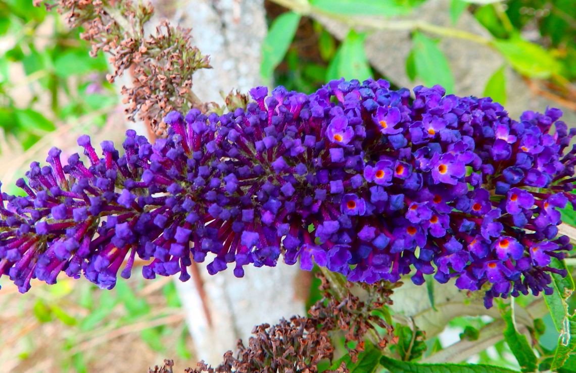Butterfly-bush - Buddleja davidii Pamel (Belgium). Belgium,Buddleja davidii,Butterfly-bush,Geotagged,Summer