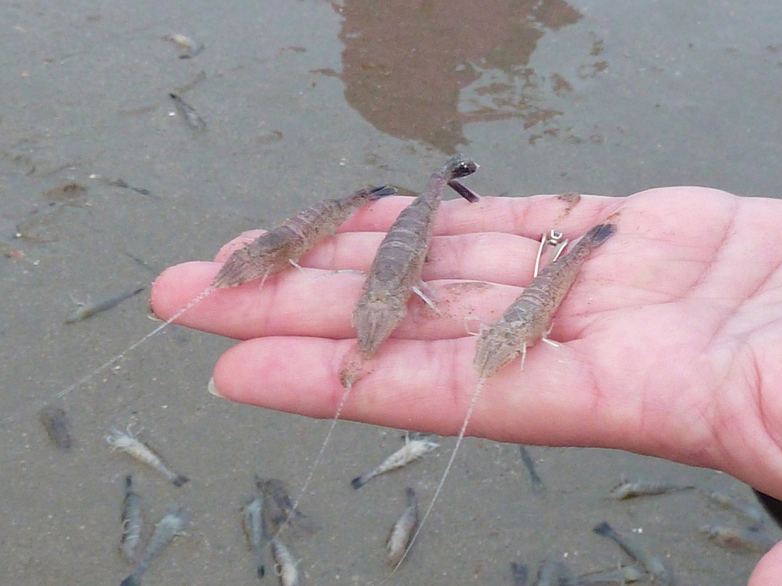 Brown Shrimp - Crangon crangon Discarded by a fisherman, found atthe beach in Knokke (Belgium). Pics quality is pretty bad but is the only one I have for now.<br />
<a href="https://www.european-marine-life.org/24/crangon-crangon.php" rel="nofollow">https://www.european-marine-life.org/24/crangon-crangon.php</a> Belgium,Crangon crangon,Crangon_crangon,Fall,Geotagged