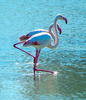 Phoenicopterus_roseus Salinas de Calpe, Alicante (Spain). Fall,Geotagged,Greater flamingo,Phoenicopterus roseus,Spain