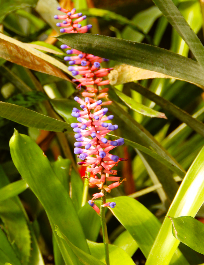 Aechmea gamosepala Kruidtuin, Leuven. Aechmea gamosepala,Belgium,Geotagged,Winter