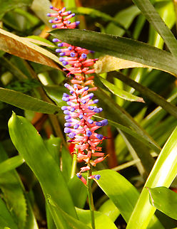 Aechmea gamosepala Kruidtuin, Leuven. Aechmea gamosepala,Belgium,Geotagged,Winter