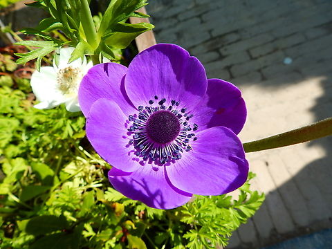 Anemone_coronaria Kruidtuin, Leuven.  Anemone coronaria,Belgium,Geotagged,Poppy anemone,Winter