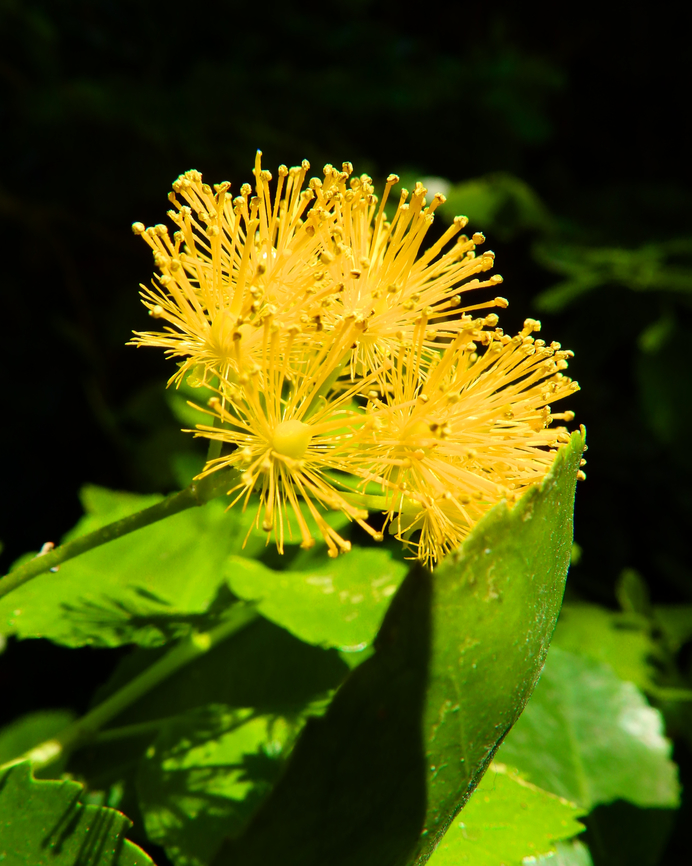 Azara serrata Kruidtuin, Leuven.  A. serrata,Azara serrata,Belgium,Geotagged,Winter