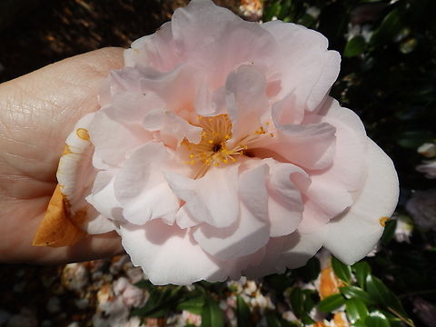 Camelia japonica Kruidtuin, Leuven.  Belgium,Camelia japonica,Camellia japonica,Geotagged,Winter
