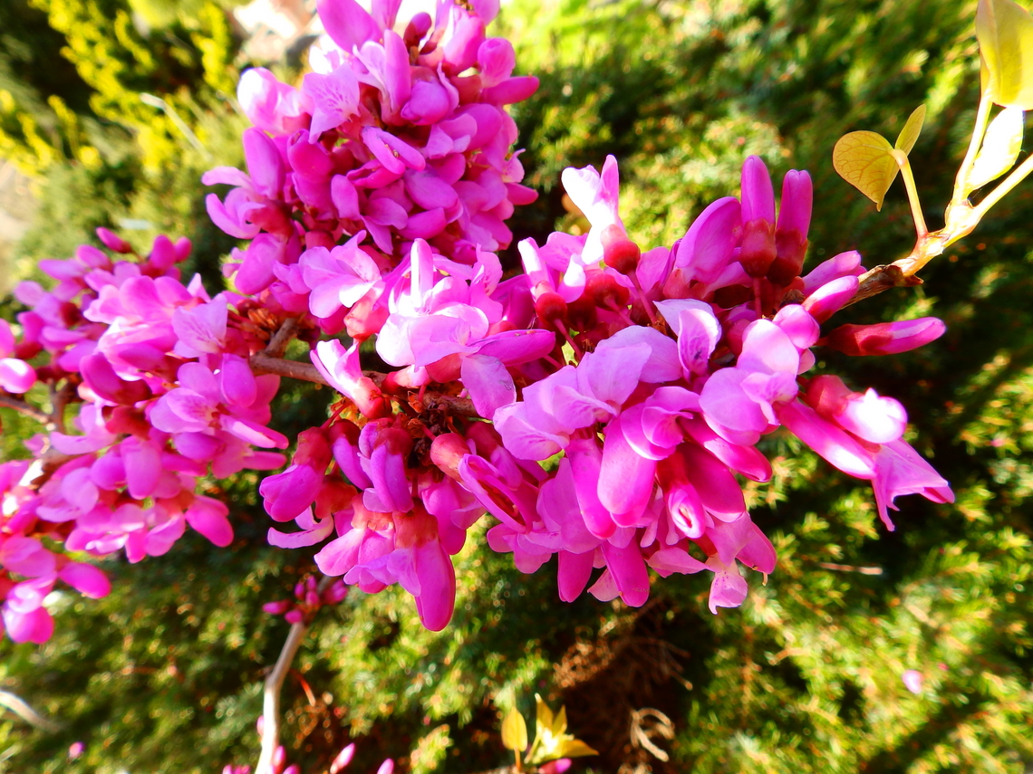 Judas Tree - Cercis_siliquatrum Kruidtuin, Leuven.  Belgium,Cercis siliquastrum,Geotagged,Judas tree,Winter