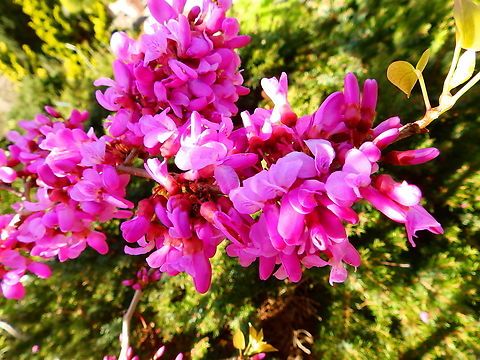 Judas Tree - Cercis_siliquatrum Kruidtuin, Leuven.  Belgium,Cercis siliquastrum,Geotagged,Judas tree,Winter