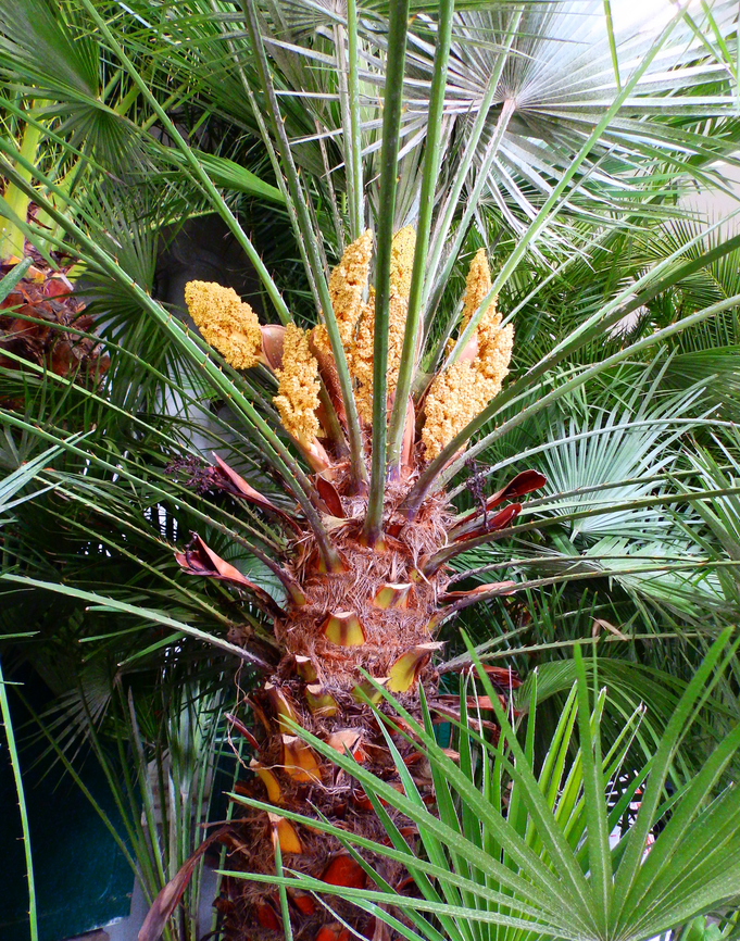 Chamaerops humilis Kruidtuin, Leuven.  Belgium,Chamaerops humilis,Geotagged,Winter