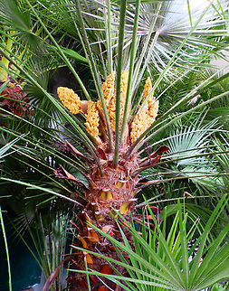 Chamaerops humilis Kruidtuin, Leuven.  Belgium,Chamaerops humilis,Geotagged,Winter