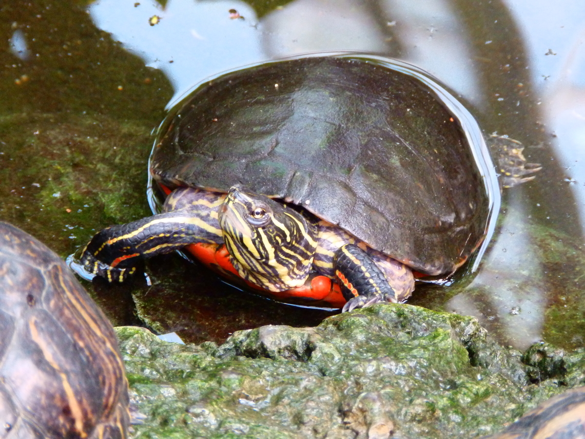 Painted turtle - Chrysemys picta Kruidtuin, Leuven.  Belgium,Chrysemys picta,Geotagged,Painted turtle,Winter