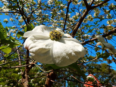 Flowering dogwood - Cornus florida Kruidtuin, Leuven.  Belgium,Cornus florida,Flowering dogwood,Geotagged,Winter