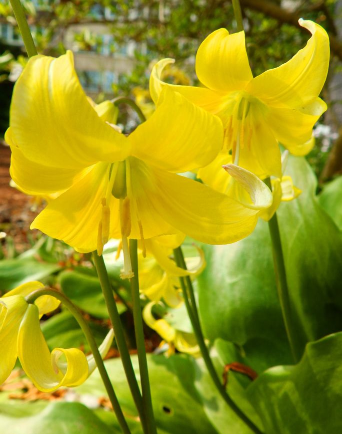 Erythronium Pagoda Kruidtuin, Leuven.  Belgium,Geotagged,Winter