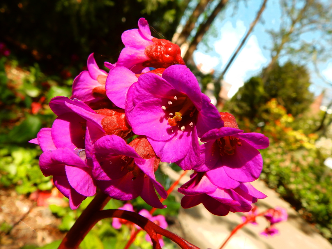 Bergenia Overture Kruidtuin, Leuven.  Belgium,Geotagged,Winter