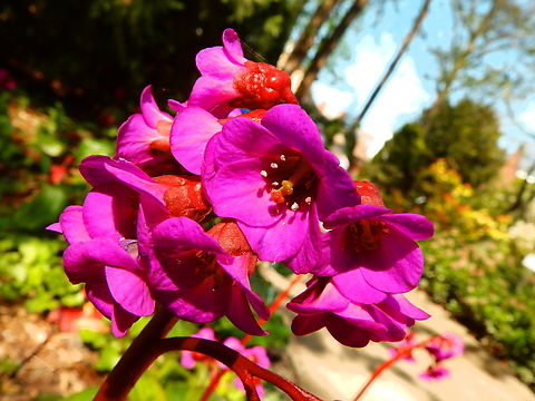 Bergenia Overture Kruidtuin, Leuven.  Belgium,Geotagged,Winter
