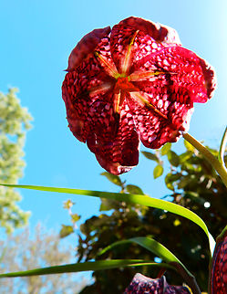 Snakes Head Fritillary - Frtillaria meleagris Kruidtuin, Leuven.  Belgium,Fritillaria meleagris,Geotagged,Snakes Head Fritillary,Winter