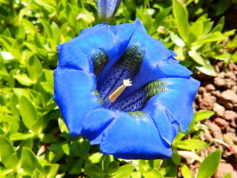 Trumpet Gentian - Gentiana acaulis Kruidtuin, Leuven.  Belgium,Gentiana acaulis,Geotagged,Trumpet Gentian,Winter