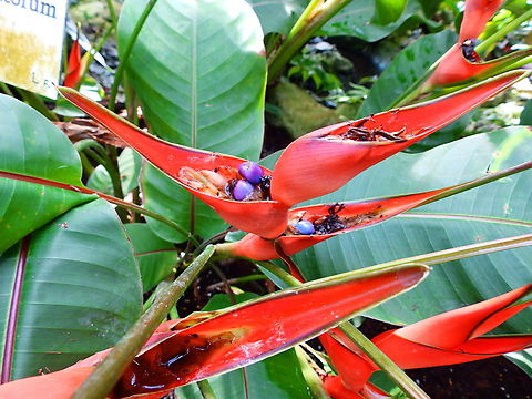Parrot's Beak - Heliconia psittacorum Kruidtuin, Leuven.  Belgium,Geotagged,Heliconia psittacorum,Parrot's Beak,Winter