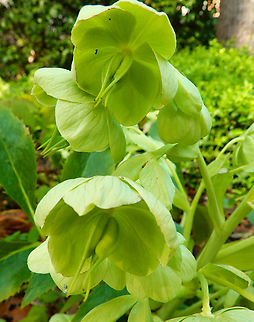 Stinking Hellebore - Helleborus foetidus Kruidtuin, Leuven.  Belgium,Geotagged,Helleborus foetidus,Stinking Hellebore,Winter