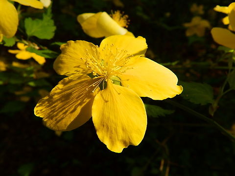 Kerria japonica Kruidtuin, Leuven.  Belgium,Geotagged,Kerria,Kerria japonica,Winter