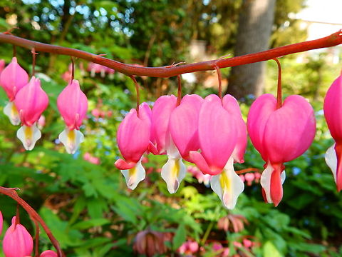 Bleeding Heart - Lamprocapnos spectabilis Kruidtuin, Leuven.  Belgium,Bleeding Heart,Geotagged,Lamprocapnos spectabilis,Winter