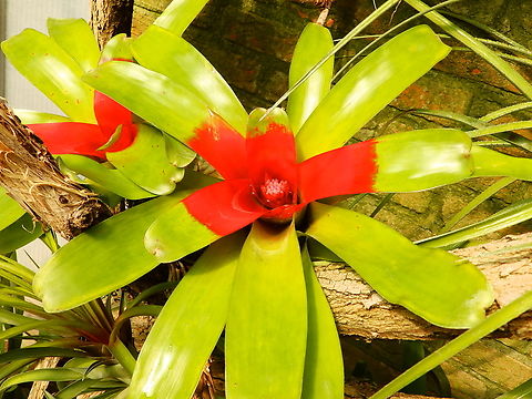 Blushing Bromeliad- Neoregelia carolinae Kruidtuin, Leuven.  Belgium,Blushing Bromeliad,Geotagged,Neoregelia carolinae,Winter
