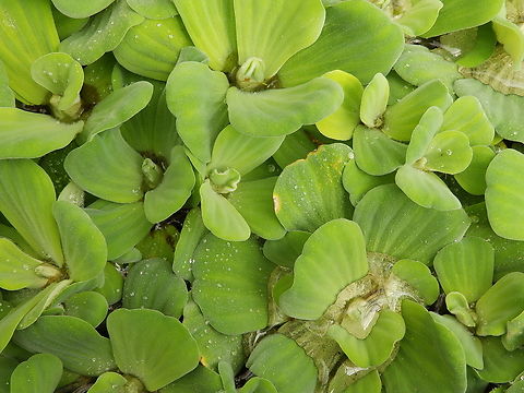 Pistia stratiotes Kruidtuin, Leuven.  Belgium,Geotagged,Pistia,Pistia stratiotes,Winter