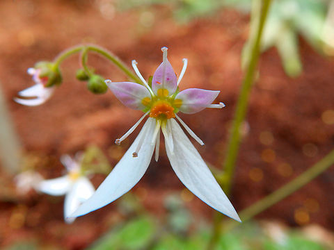 Saxifraga stolonifera Kruidtuin, Leuven.  Belgium,Geotagged,Saxifraga stolonifera,Winter