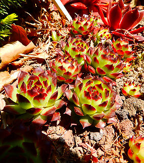 Sempervivum tectorum Kruidtuin, Leuven.  Belgium,Common houseleek,Geotagged,Sempervivum tectorum,Winter