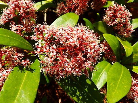 Japanese skimmia - Skimmia japonica Kruidtuin, Leuven.  Belgium,Geotagged,Skimmia japonica,Winter