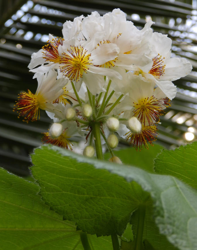 African hemp - Sparmannia africana Kruidtuin, Leuven.  Belgium,Geotagged,Sparrmannia africana,Winter