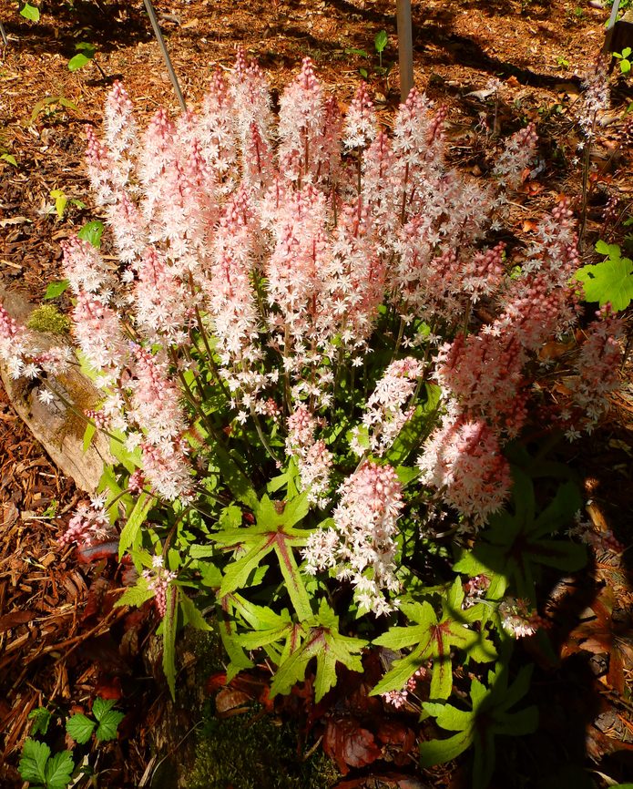 Heartleaf foamflower - Tiarella cordifolia Kruidtuin, Leuven.  Belgium,Geotagged,Heartleaf foamflower,Tiarella cordifolia,Winter