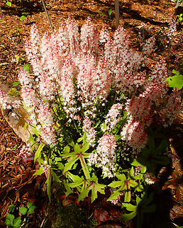 Heartleaf foamflower - Tiarella cordifolia Kruidtuin, Leuven.  Belgium,Geotagged,Heartleaf foamflower,Tiarella cordifolia,Winter