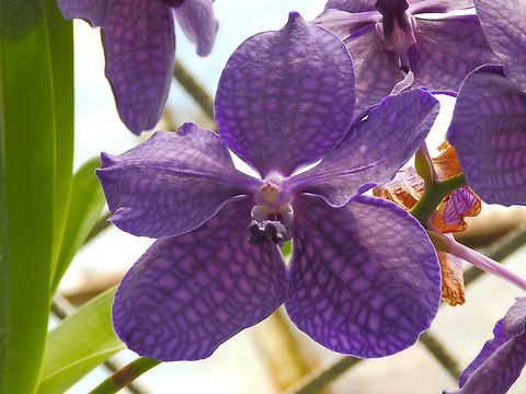 Vanda coerulea Kruidtuin, Leuven. 
https://www.gardenia.net/plant/vanda-coerulea Belgium,Blue vanda,Geotagged,Vanda coerulea,Vanda coerulescens,Winter