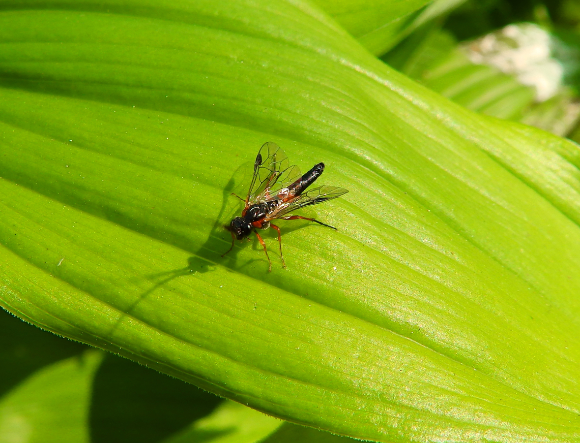 In search of ID Kruidtuin, Leuven. <br />
<figure class="photo"><a href="https://www.jungledragon.com/image/129948/in_search_of_id.html" title="In search of ID"><img src="https://s3.amazonaws.com/media.jungledragon.com/images/2298/129948_thumb.JPG?AWSAccessKeyId=05GMT0V3GWVNE7GGM1R2&Expires=1769040010&Signature=kmjjYQRDBNfRapZXTV8Uiu5z5AY%3D" width="200" height="152" alt="In search of ID Kruidtuin, Leuven. <br />
https://www.jungledragon.com/image/129947/in_search_of_id.html Belgium,Geotagged,Winter" /></a></figure> Belgium,Geotagged,Winter