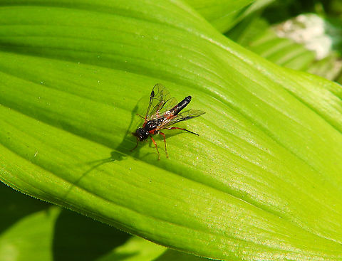 In search of ID Kruidtuin, Leuven. 
https://www.jungledragon.com/image/129948/in_search_of_id.html Belgium,Geotagged,Winter
