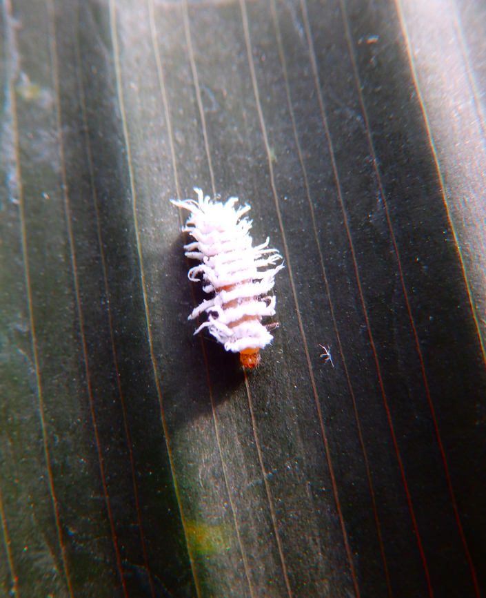 Mealybug Ladybird - Cryptolaemus montrouzieri Kruidtuin, Leuven. <br />
Maybe something like this?<br />
<a href="https://nzacfactsheets.landcareresearch.co.nz/factsheet/InterestingInsects/Mealybug-ladybird---Cryptolaemus-montrouzieri.html" rel="nofollow">https://nzacfactsheets.landcareresearch.co.nz/factsheet/InterestingInsects/Mealybug-ladybird---Cryptolaemus-montrouzieri.html</a> Belgium,Cryptolaemus montrouzieri,Geotagged,Mealybug Ladybird,Winter