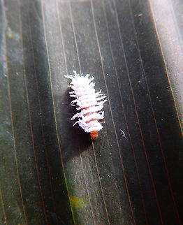Mealybug Ladybird - Cryptolaemus montrouzieri Kruidtuin, Leuven. 
Maybe something like this?
https://nzacfactsheets.landcareresearch.co.nz/factsheet/InterestingInsects/Mealybug-ladybird---Cryptolaemus-montrouzieri.html Belgium,Cryptolaemus montrouzieri,Geotagged,Mealybug Ladybird,Winter