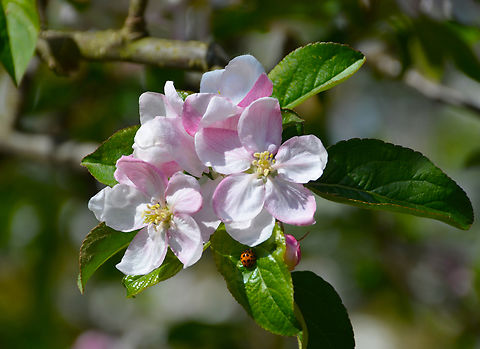European crab apple - Malus sylvestris Kruidtuin, Leuven.  Belgium,European crab apple,Geotagged,Malus sylvestris,Spring