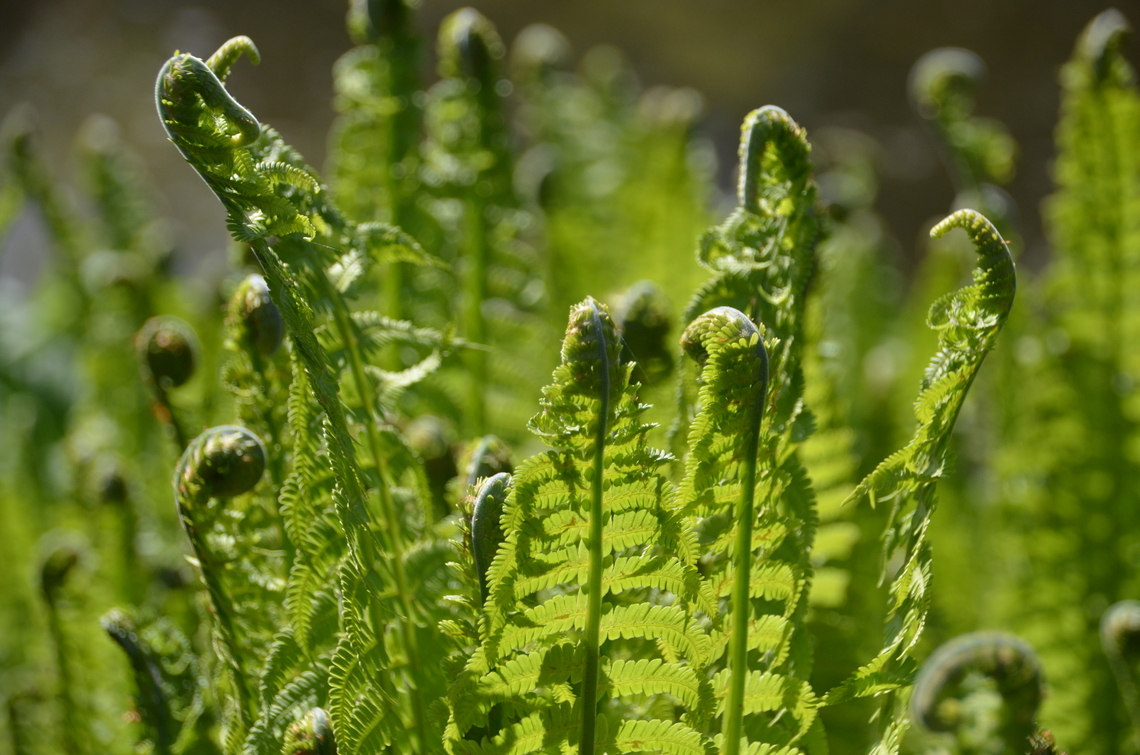 Ostrich fern - Matteuccia struthiopteris Kruidtuin, Leuven.  Belgium,Geotagged,Matteuccia struthiopteris,Ostrich fern,Spring