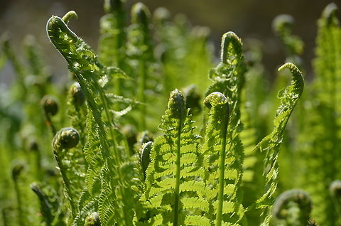 Ostrich fern - Matteuccia struthiopteris Kruidtuin, Leuven.  Belgium,Geotagged,Matteuccia struthiopteris,Ostrich fern,Spring