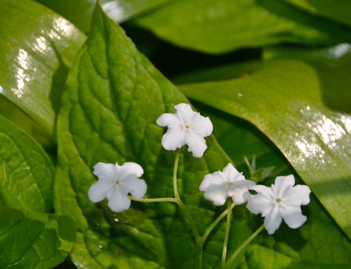 Creeping navelwort - Omphalodes verna Kruidtuin, Leuven.  Belgium,Geotagged,Omphalodes verna,Spring