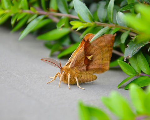 Tau Emperor - Aglia tau Found in our front garden, St Joris-Weert. Aglia tau,Belgium,Geotagged,Spring