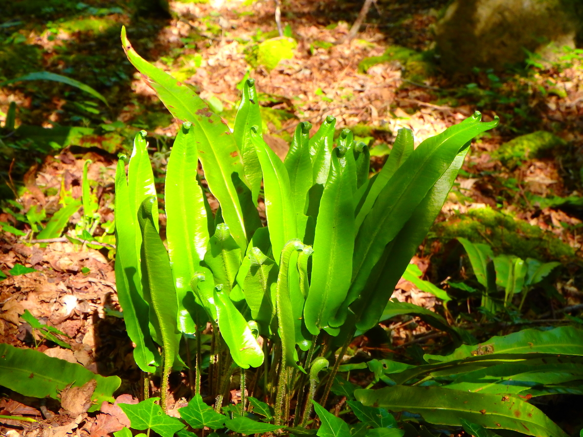 Hart's-tongue Fern - Asplenium scolopendrium Fondry Des Chiens, Nismes. Asplenium scolopendrium,Belgium,Geotagged,Hart's-tongue Fern,Spring