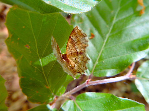Little thorn - Cepphis advenaria Fondry Des Chiens, Nismes.  Belgium,Cepphis advenaria,Geotagged,Spring