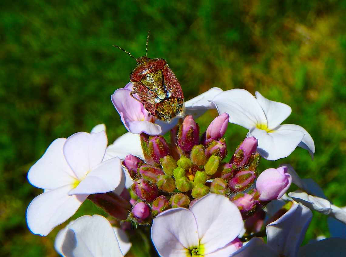 Dolycoris baccarum Fondry Des Chiens, Nismes.  Belgium,Dolycoris baccarum,Geotagged,Spring