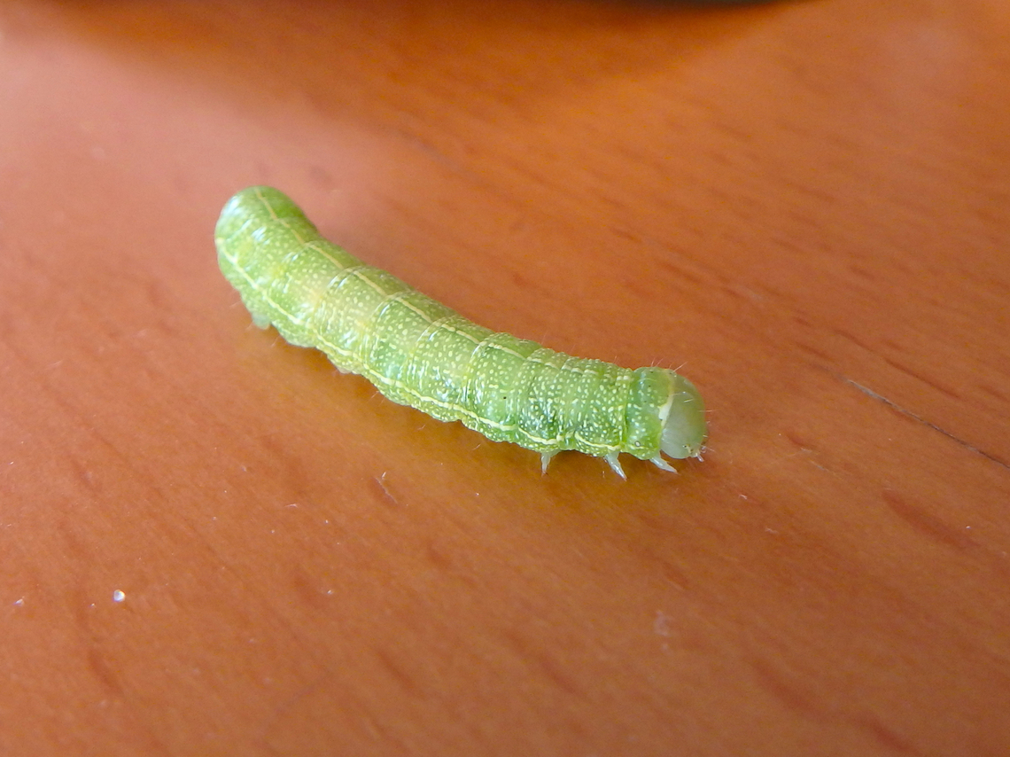 Common Quaker - Orthosia cerasi Found in our front garden, St Joris-Weert.  Belgium,Common Quaker,Geotagged,Orthosia cerasi,Spring