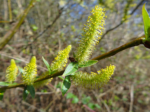 Almond willow - Salix triandra Doode Bemde. Belgium,Geotagged,Salix triandra,Spring
