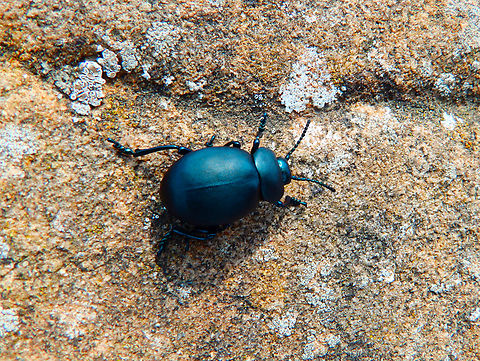 Timarcha tenebricosa Cap Blanc Nez. France,Geotagged,Summer,Timarcha tenebricosa