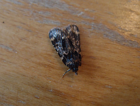 Stored grain moth - Aglossa caprealis These moths like too much our parrots' s food! Aglossa caprealis,Belgium,Geotagged,Summer